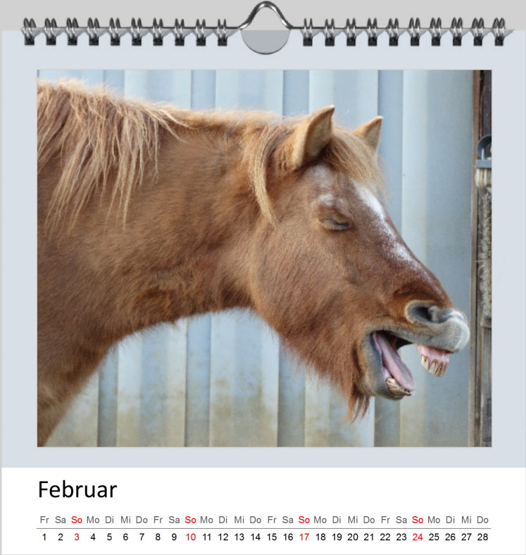 Februar Kalender Islandpferde 2019 - Clever Februar Kalender Islandpferde 2019 - Clever