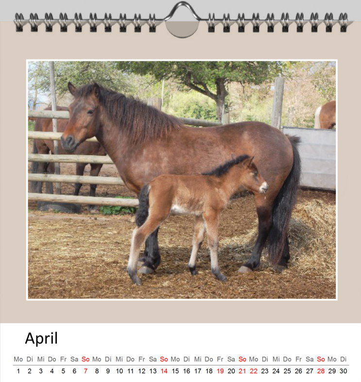 April Kalender Islandpferde 2019 - Clever April Kalender Islandpferde 2019 - Clever