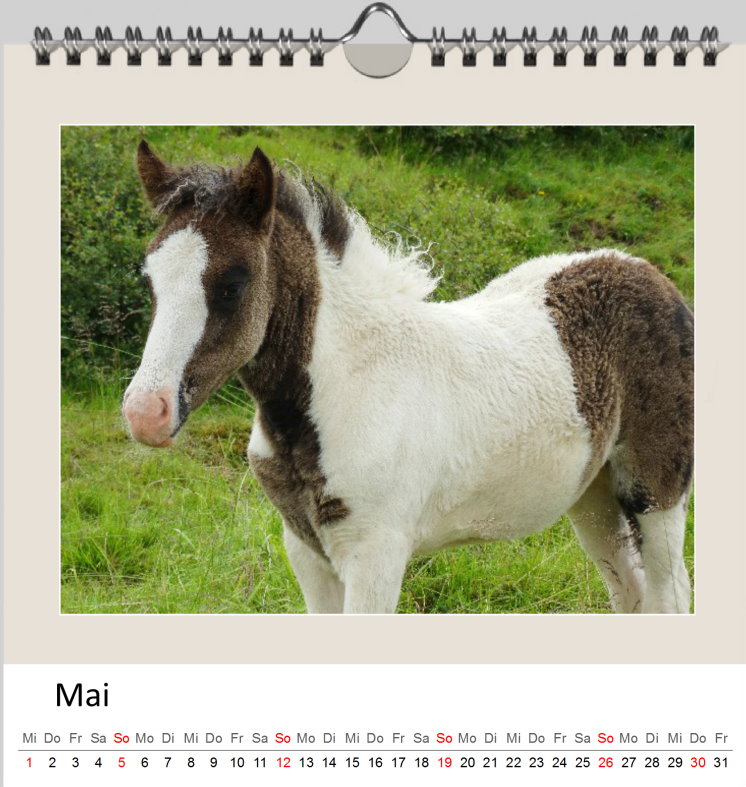 Mai Kalender Islandpferde 2019 - Clever Mai Kalender Islandpferde 2019 - Clever