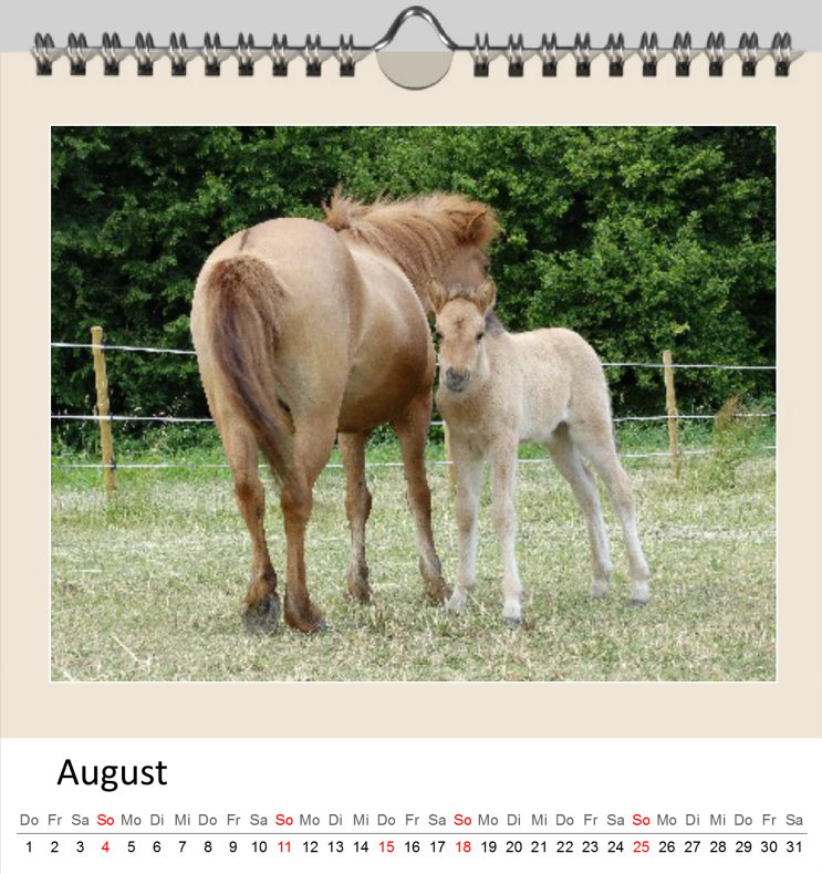 August Kalender Islandpferde 2019 - Clever August Kalender Islandpferde 2019 - Clever