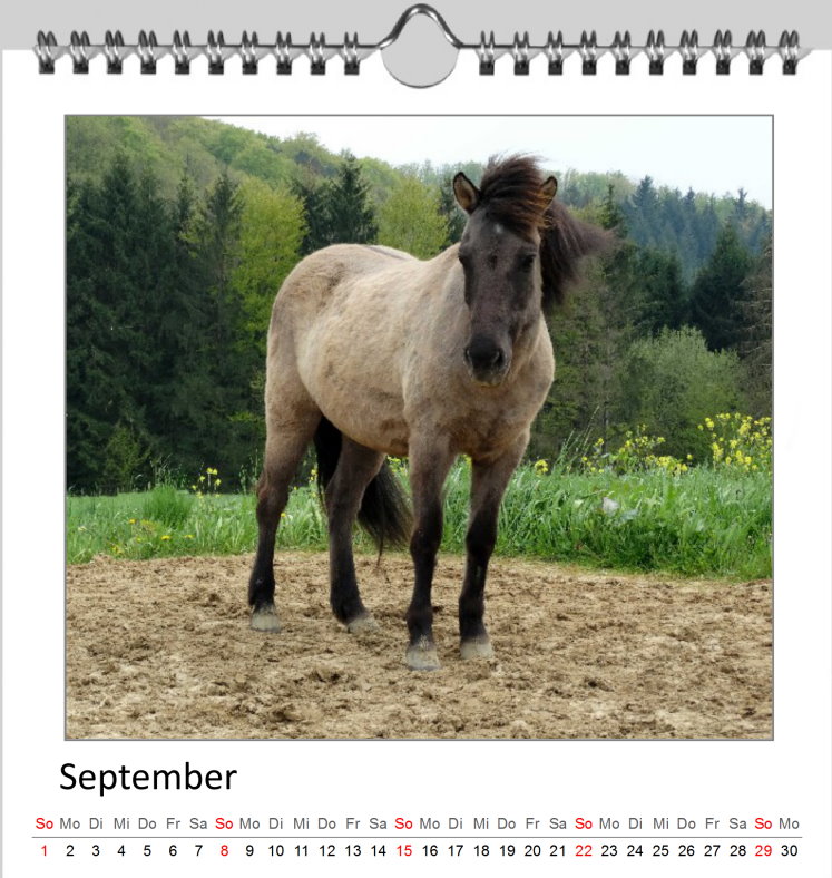 September Kalender Islandpferde 2019 - Clever September Kalender Islandpferde 2019 - Clever