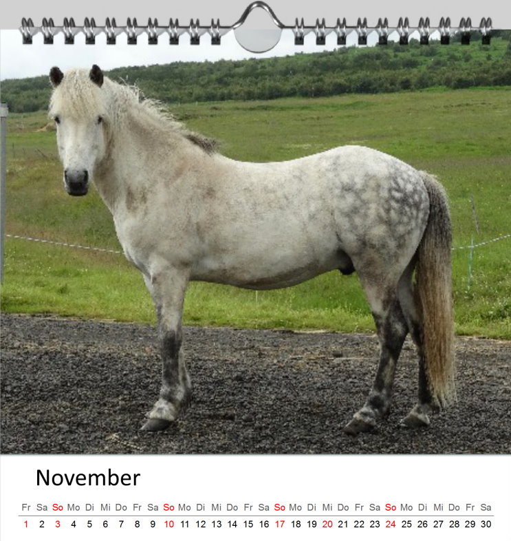 November Kalender Islandpferde 2019 - Clever November Kalender Islandpferde 2019 - Clever