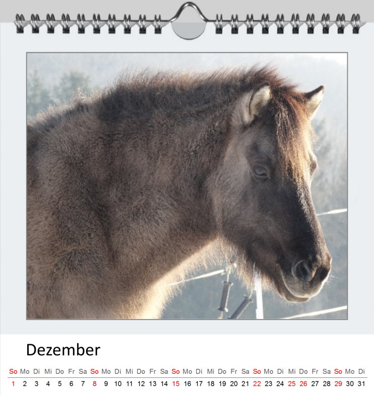 Dezember Kalender Islandpferde 2019 - Clever Dezember Kalender Islandpferde 2019 - Clever